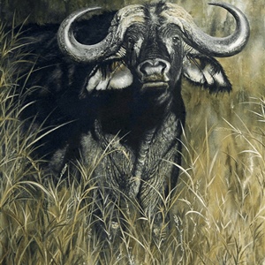 Davina Dobie Buffalo on Grass.gif