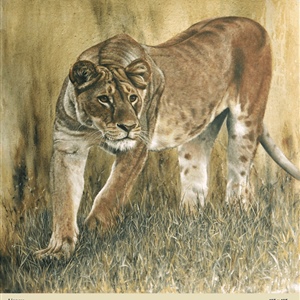 Davina Dobie Lioness Hunting.gif
