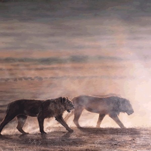 Davina Dobie Lions hunting dust Amboseli Kenya.gif