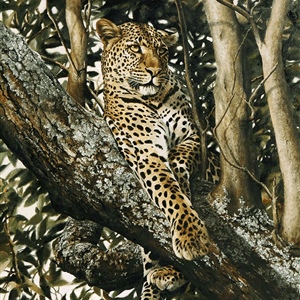 Davina Dobie Relaxed Leopard in Tree.gif