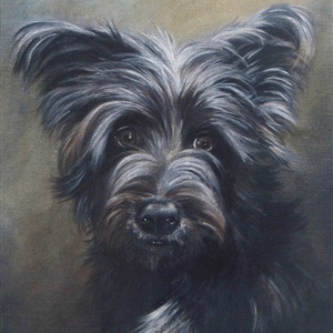 Davina Dobie Scottish Terrier Portrait.gif